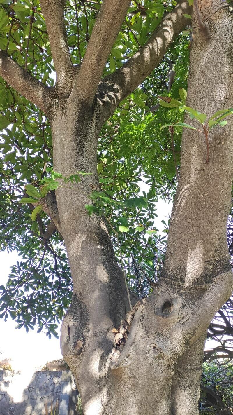 Ficus saussureana bark