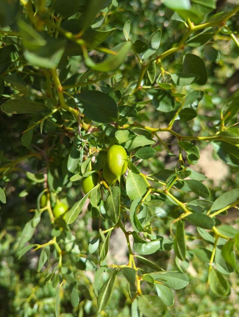 Pseudoziziphus parryi fruit
