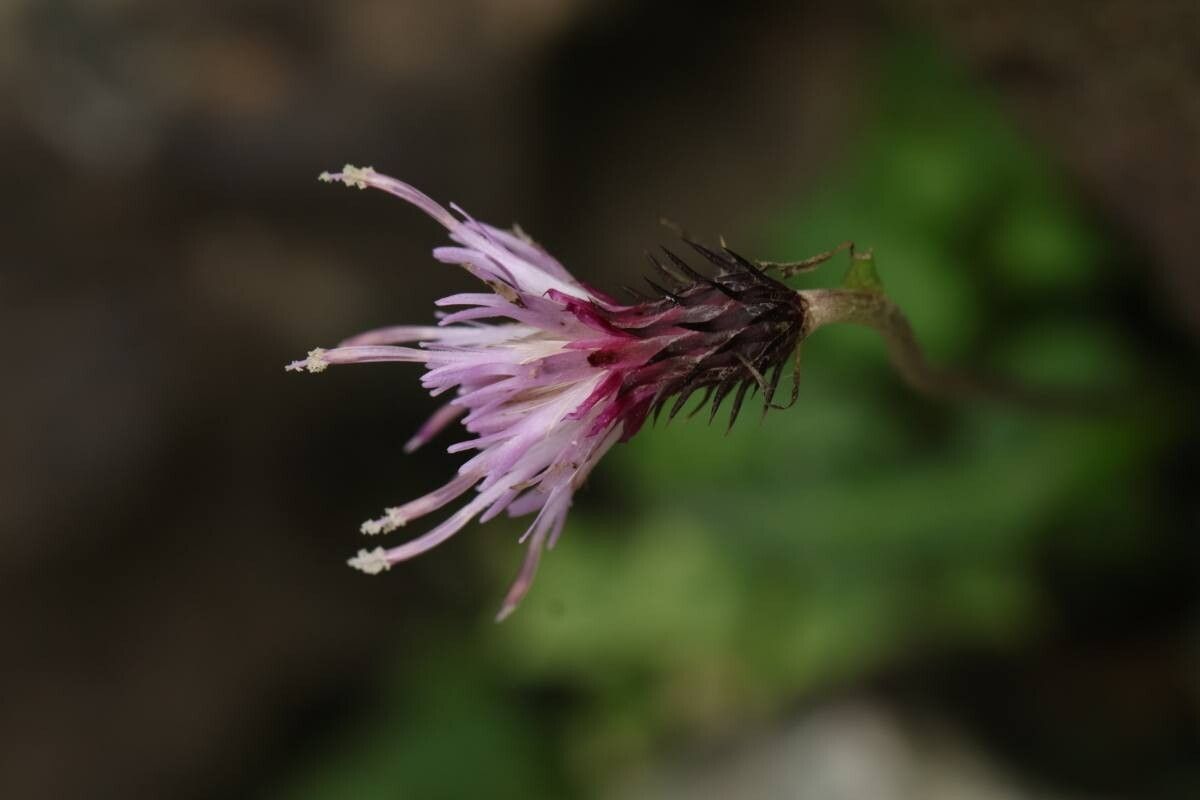 Cirsium tashiroi flower
