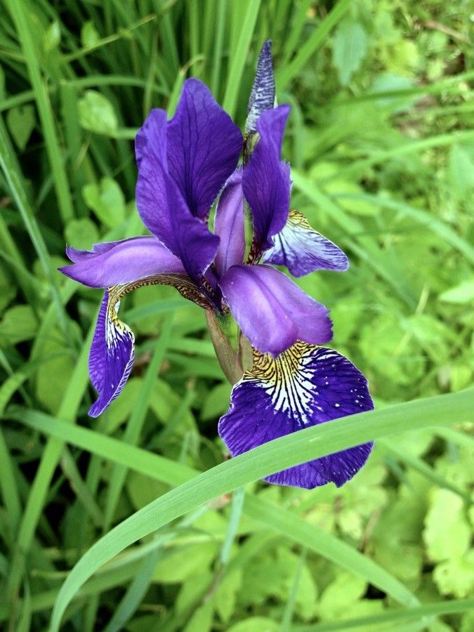 Iris sibirica flower