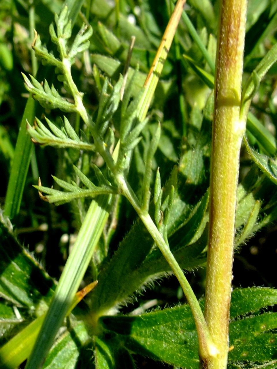 Artemisia atrata bark