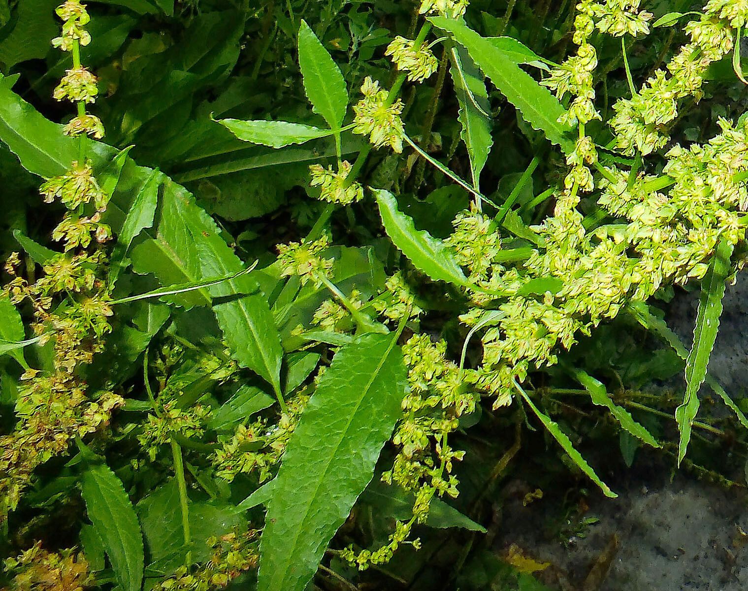Rumex palustris — search result for 'Polygonaceae'