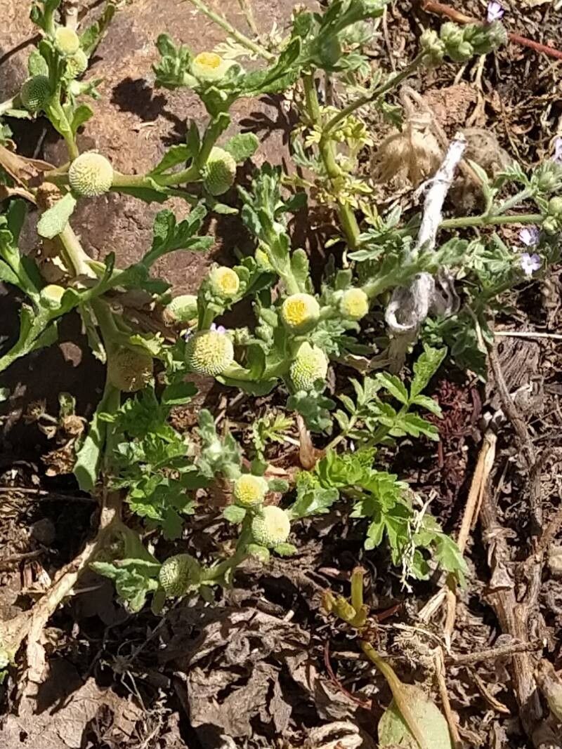 Centipeda cunninghamii habit