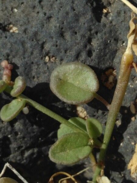 Kickxia heterophylla — houseplant care guide