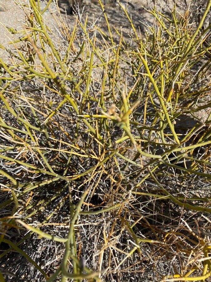 Koeberlinia spinosa leaf