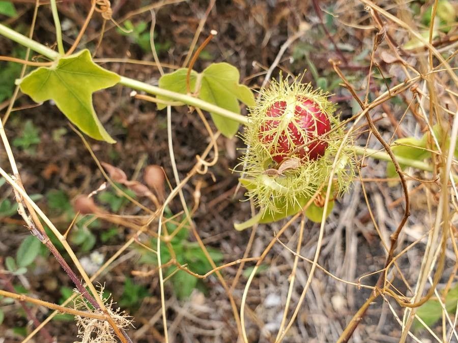 Passiflora ciliata fruit