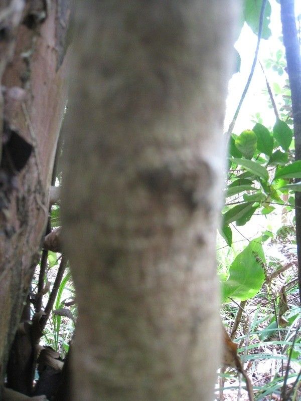 Coffea mauritiana bark