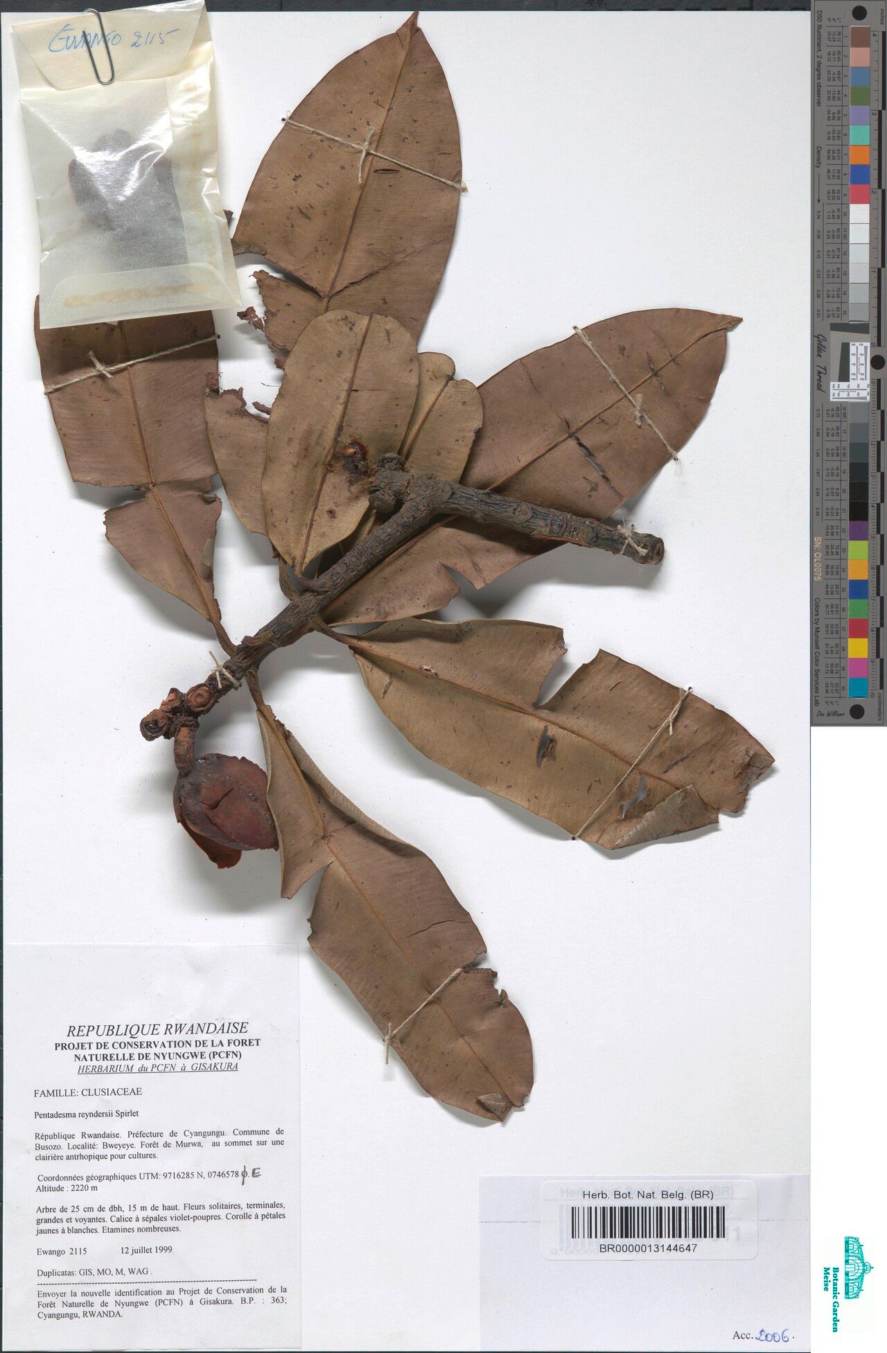 Pentadesma reyndersii — related species from the same genus