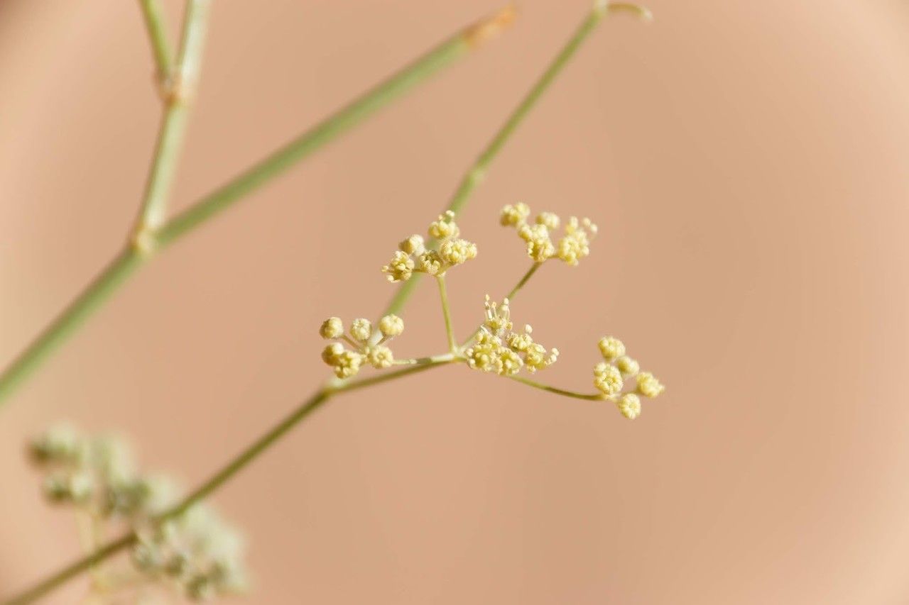Deverra denudata flower