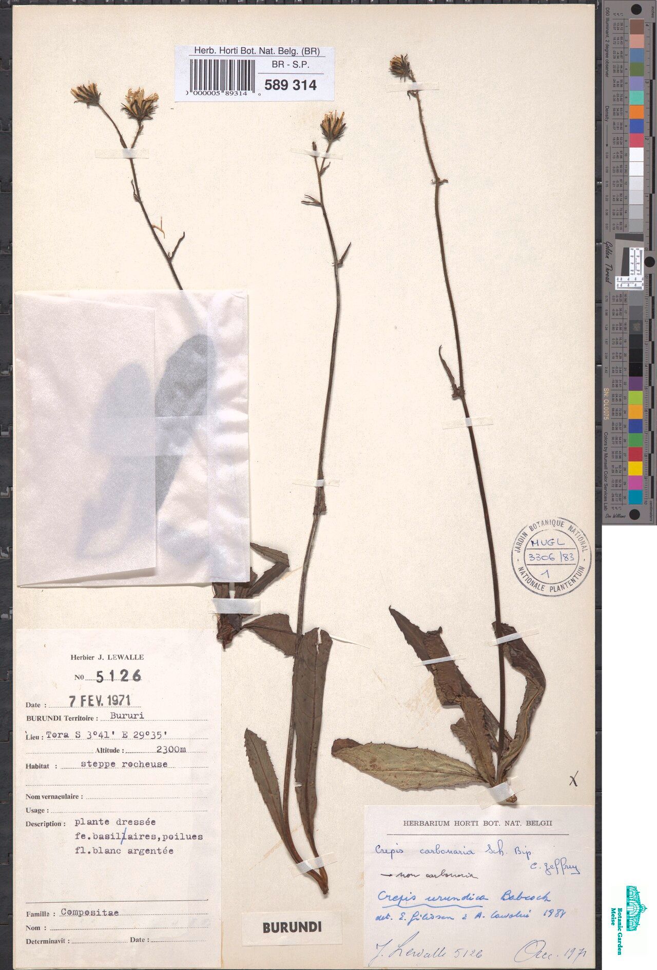 Crepis urundica — houseplant care guide