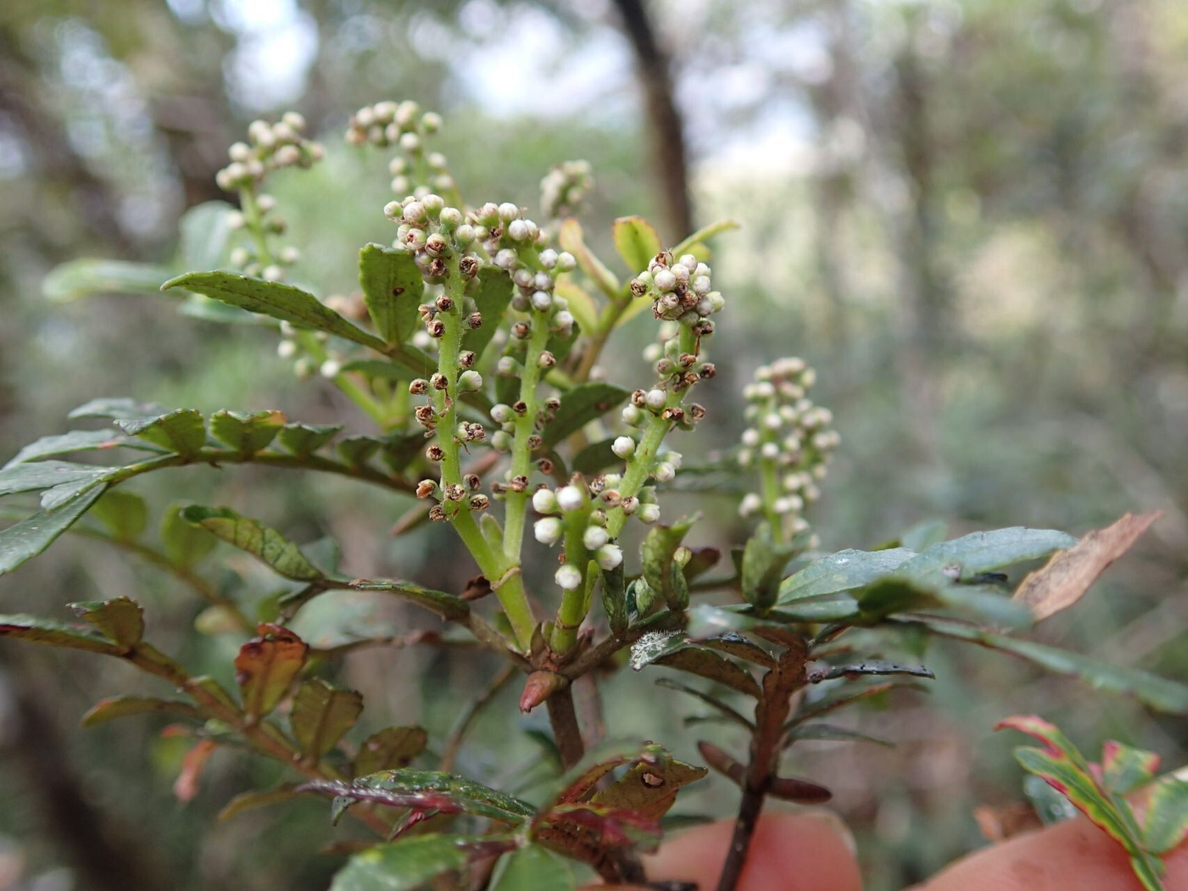 Cunonia varijuga fruit