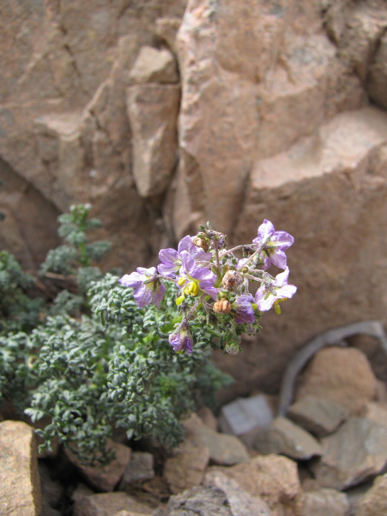 Solanum brachyantherum habit