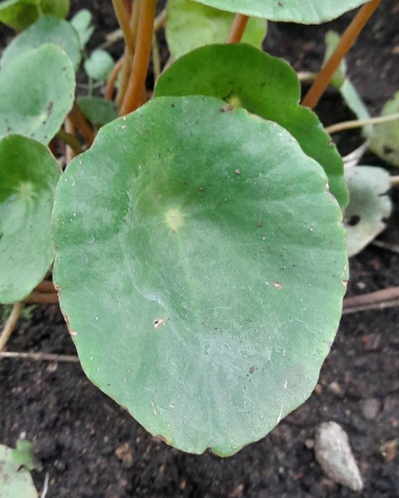 Begonia taraw — houseplant care guide