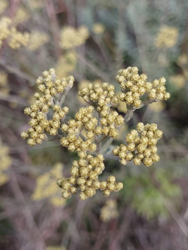 Helichrysum luzulifolium flower