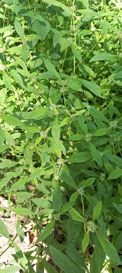 Spermacoce glabra — search result for 'Uruguay'