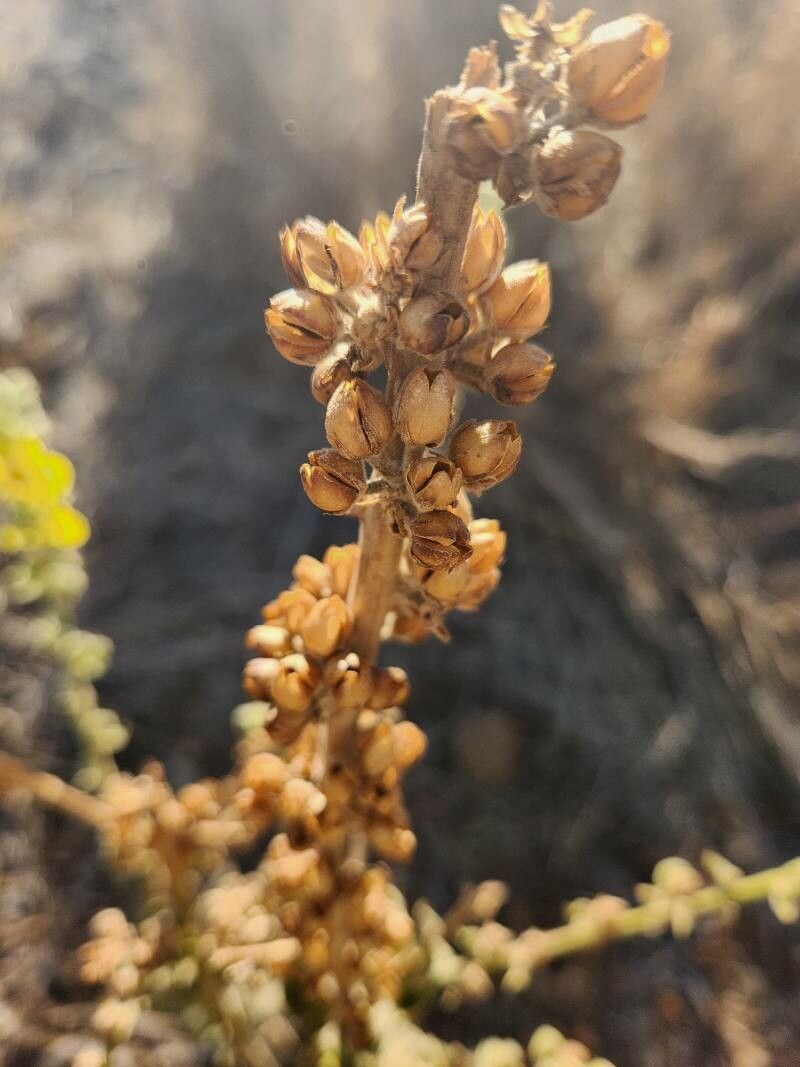 Verbascum sinaiticum fruit