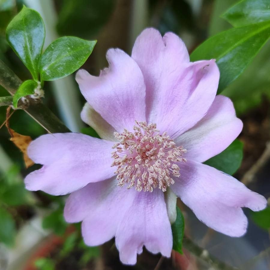 Pereskia quisqueyana flower