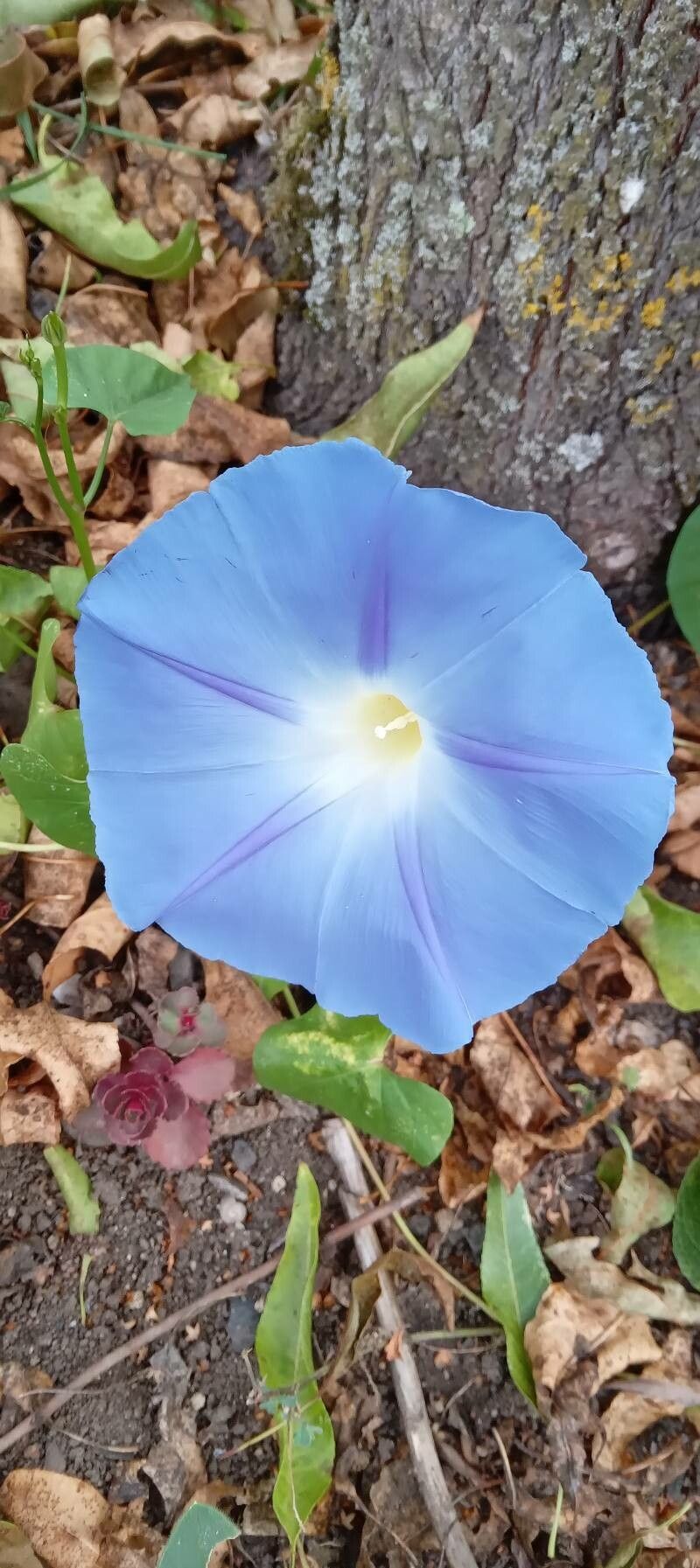 Ipomoea tricolor flower