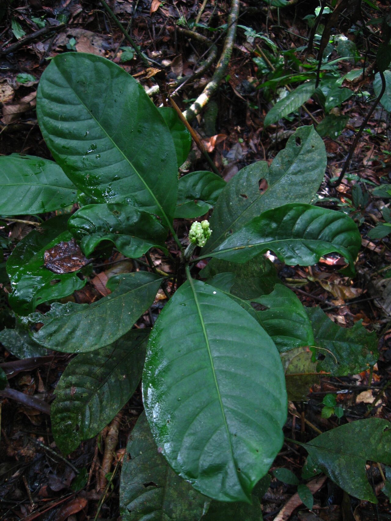 Psychotria globiceps — houseplant care guide