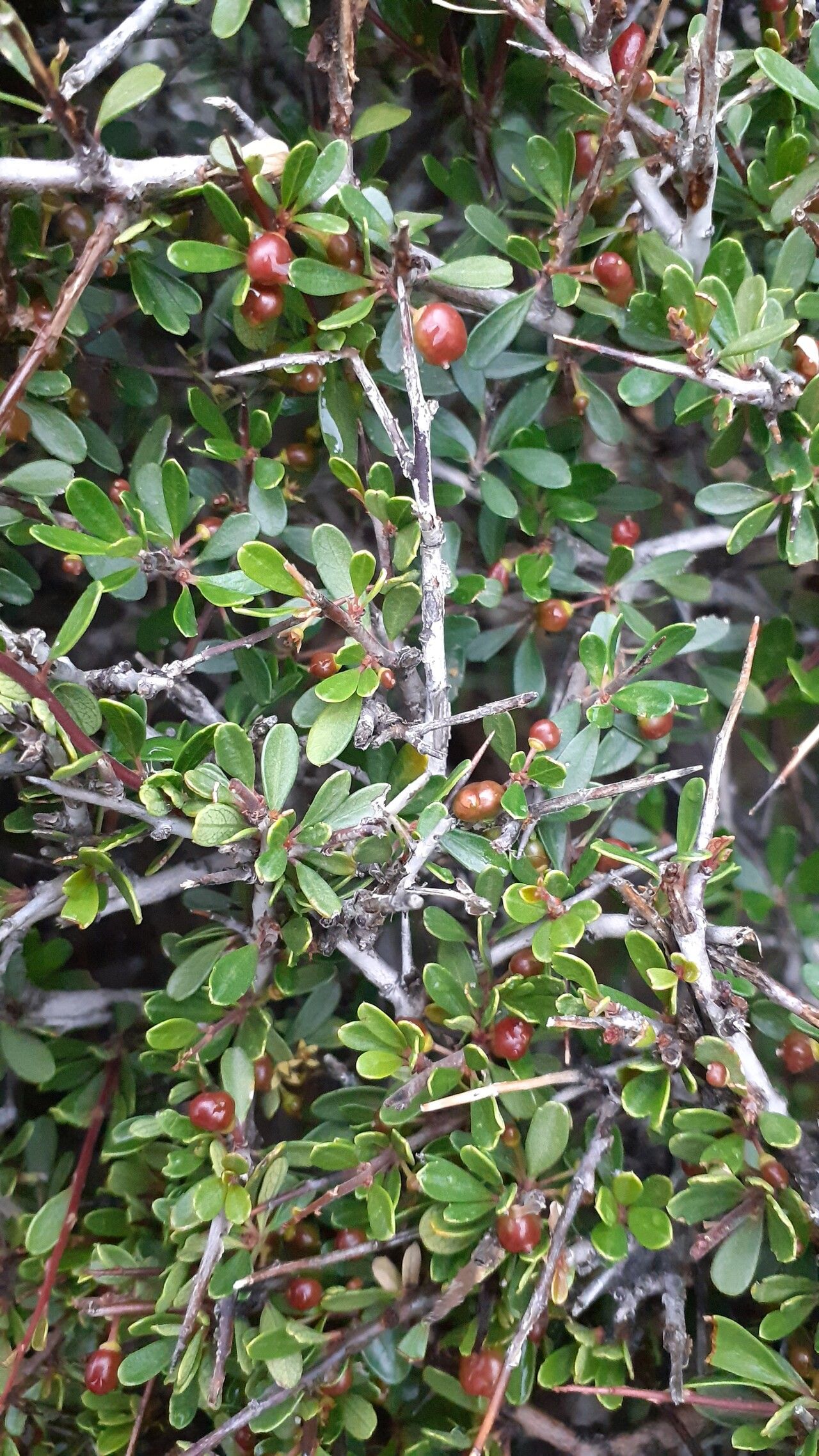 Rhamnus oleoides fruit