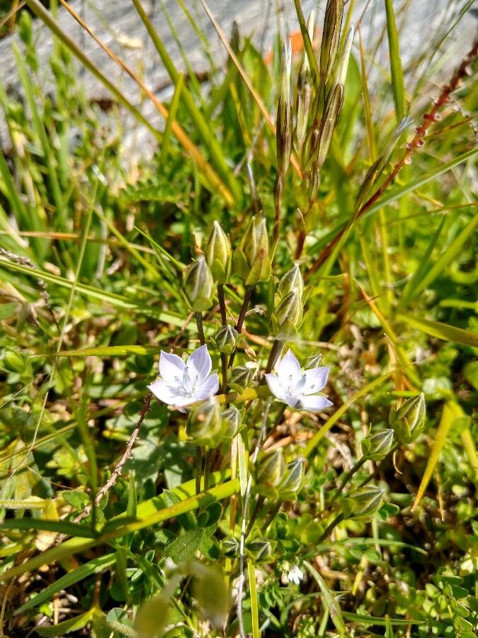 Lomatogonium carinthiacum — related species from the same genus