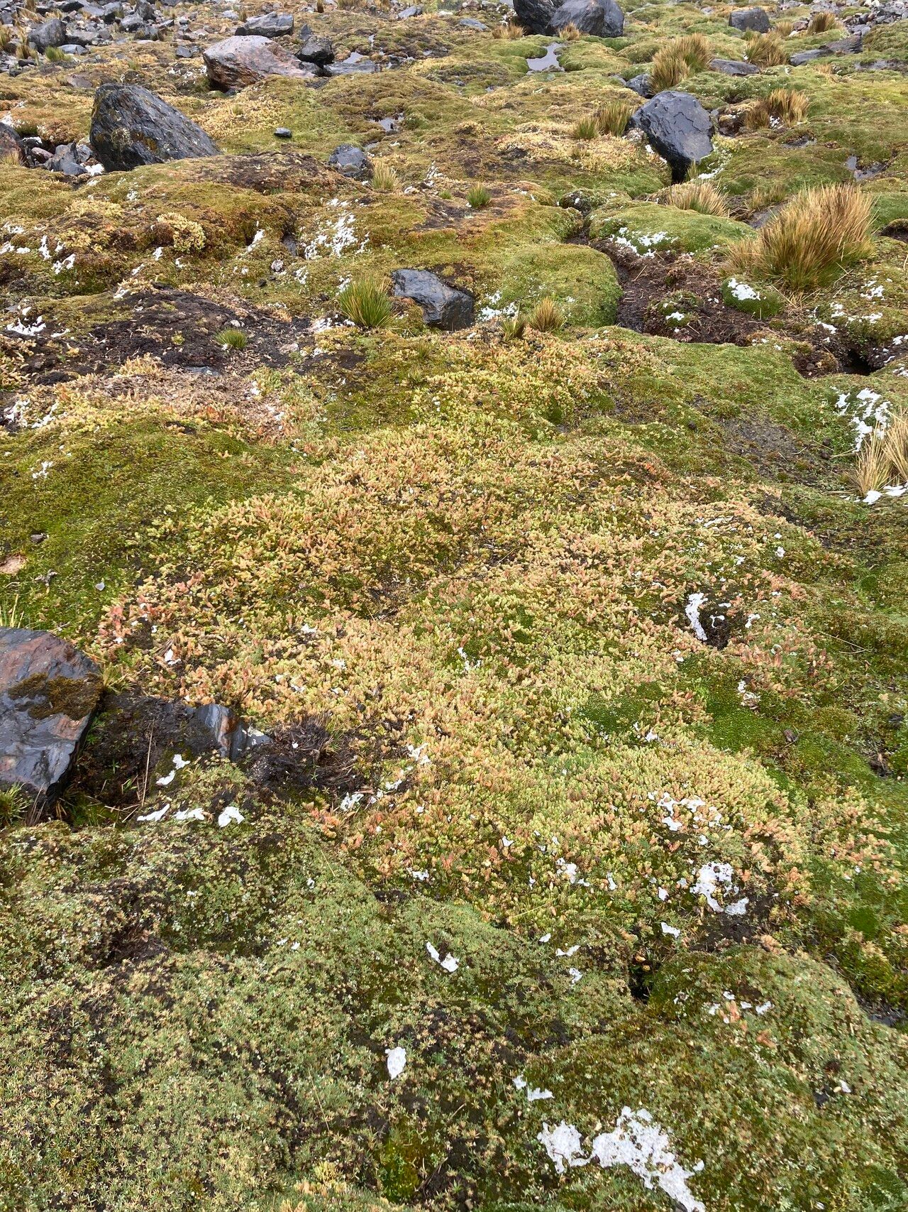 Huperzia andina habit