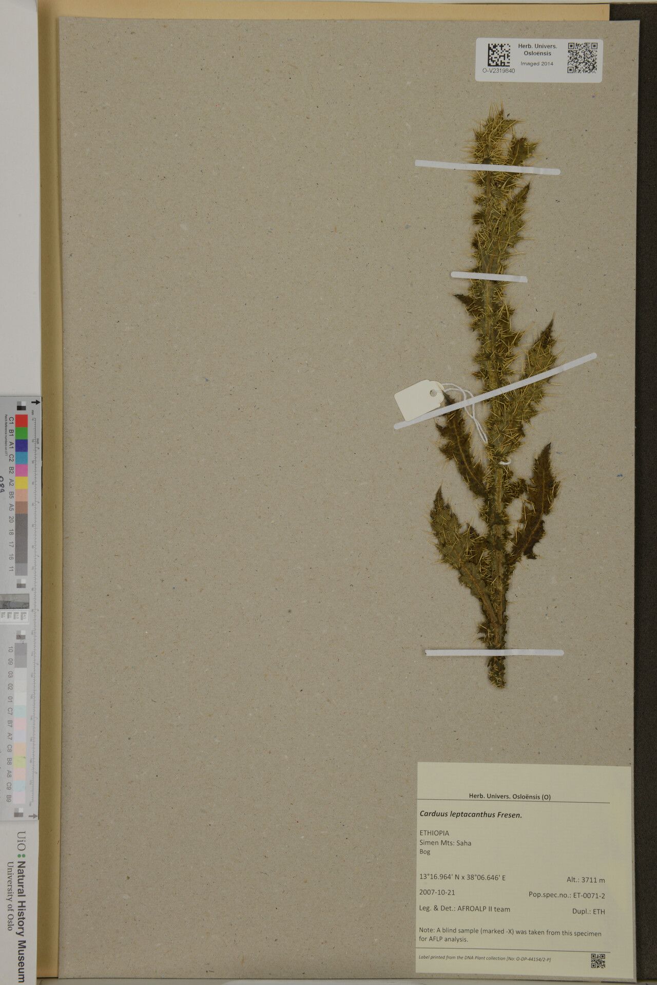 Carduus leptacanthus — search result for 'Carduus'