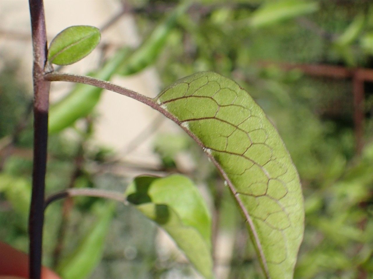 Solanum jasminoides fruit