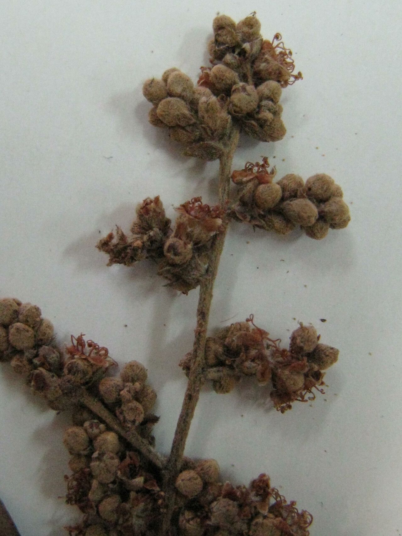 Moquilea minutiflora — houseplant care guide