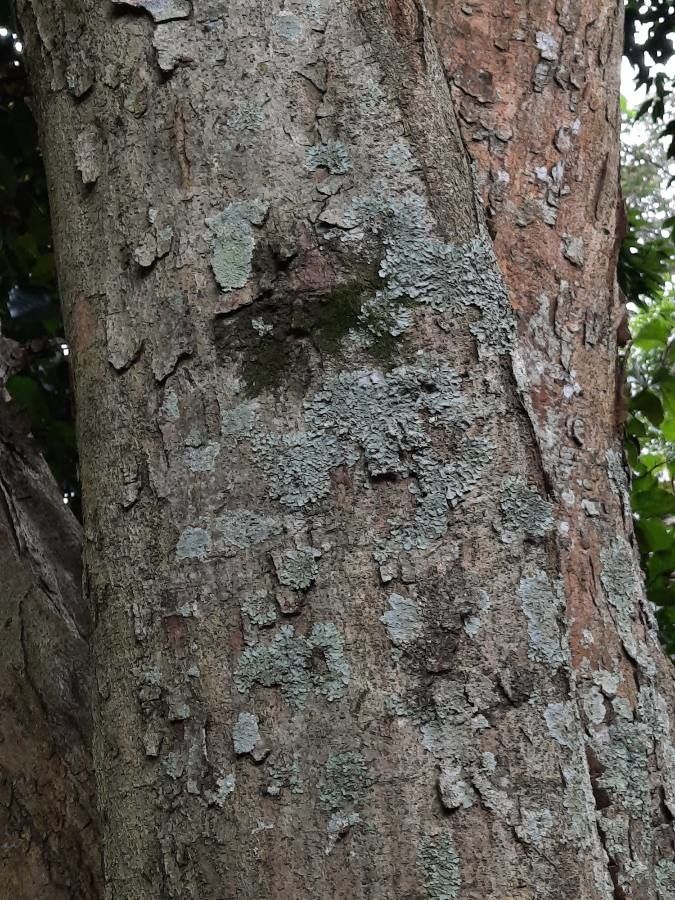 Quercus lancifolia bark