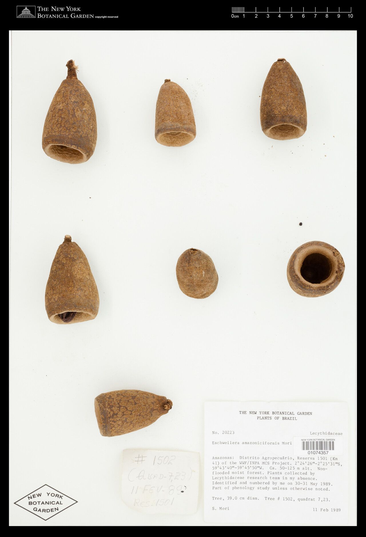 Eschweilera amazoniciformis flower