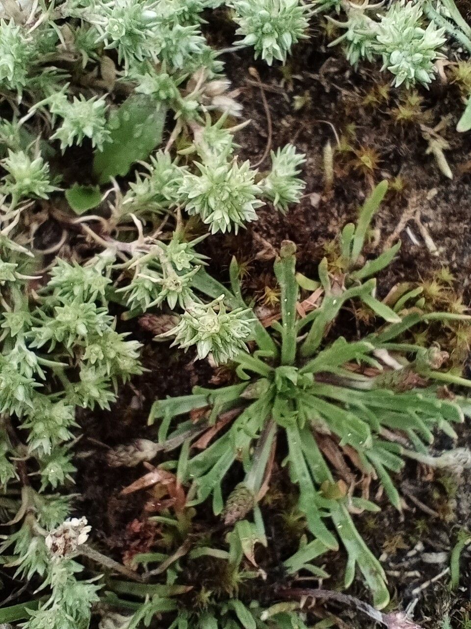 Scleranthus annuus flower