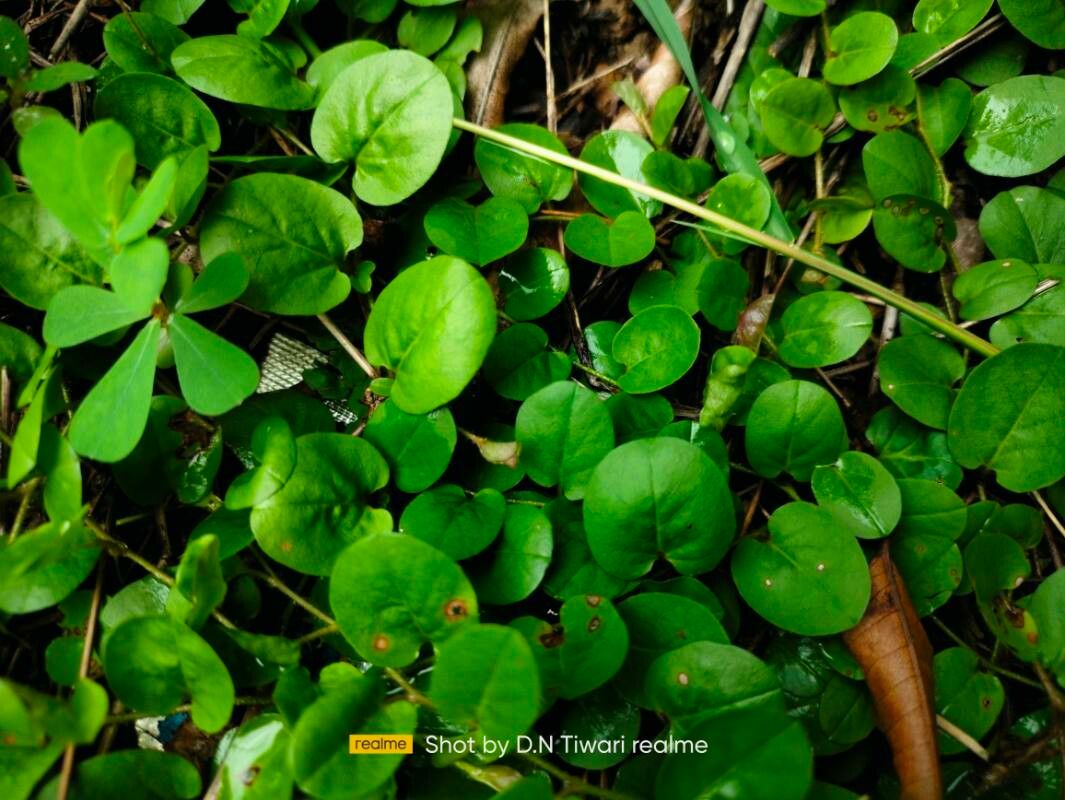 Evolvulus nummularius — houseplant care guide