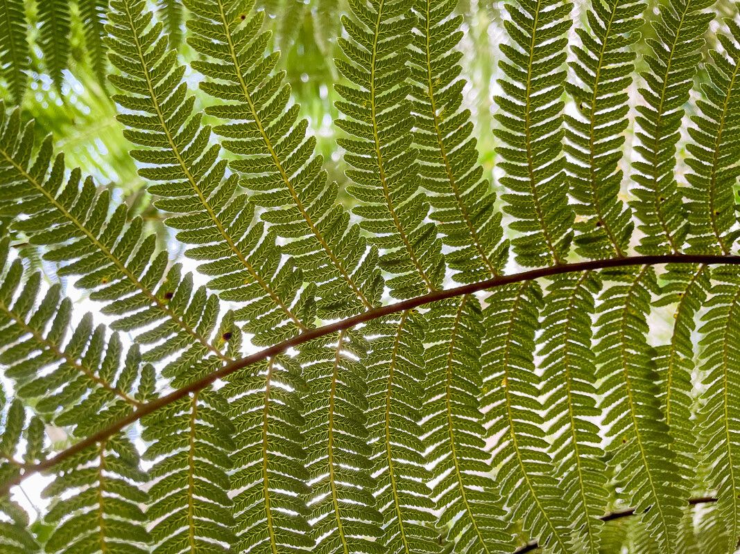 Sphaeropteris medullaris leaf
