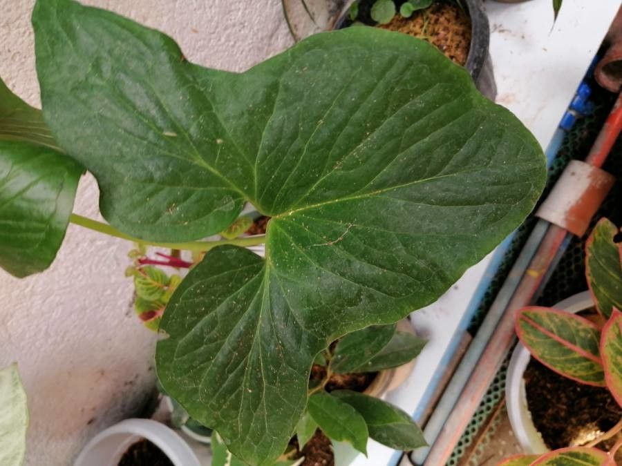 Typhonium roxburghii leaf