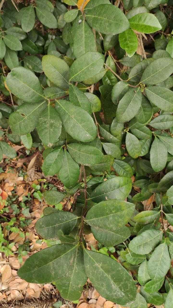 Cassine crocea — related species from the same genus