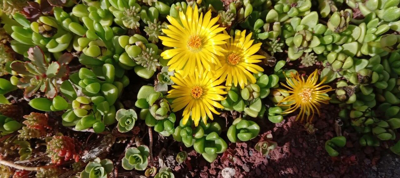 Delosperma nubigenum flower