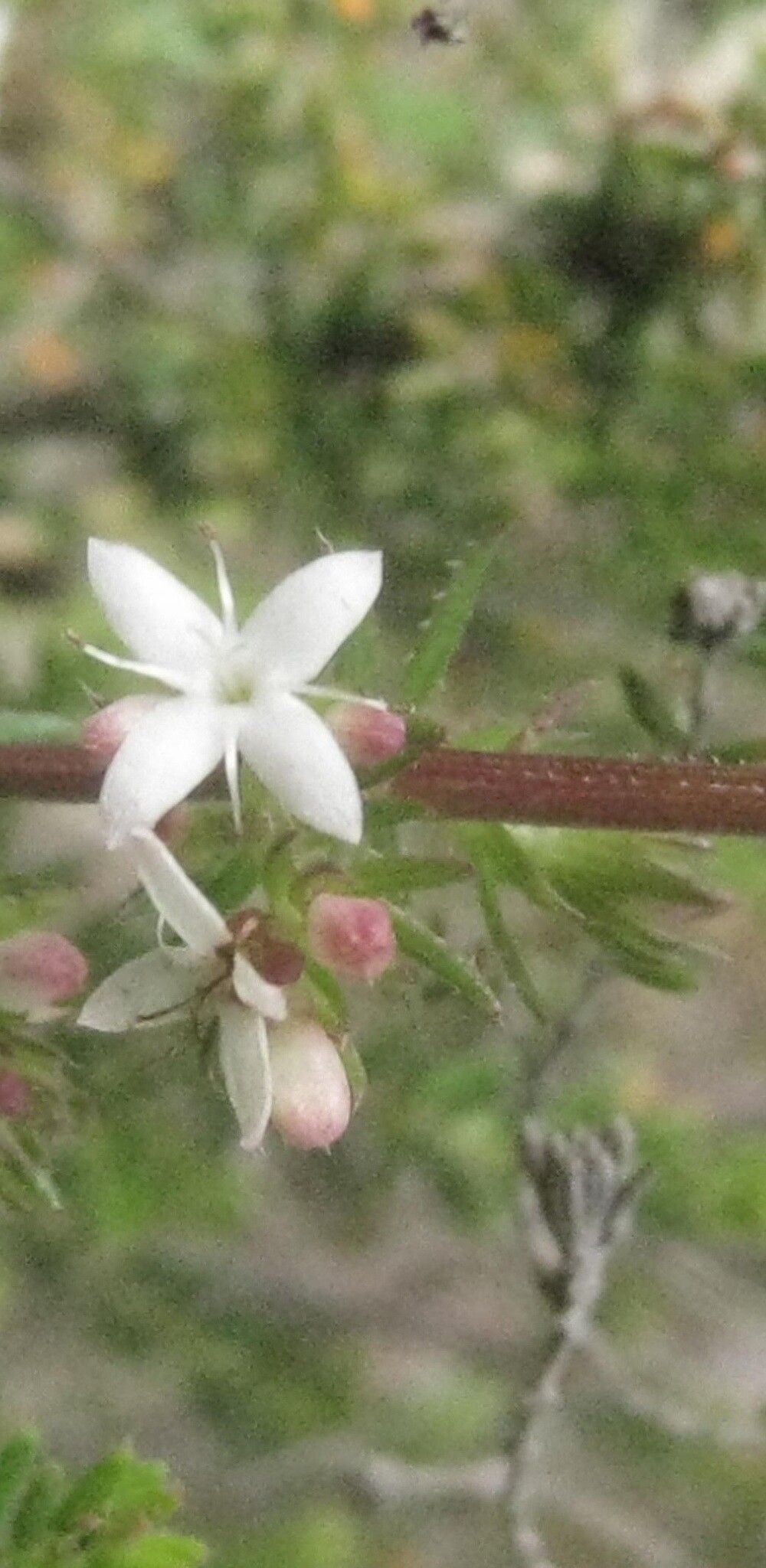 Galium andringitrense