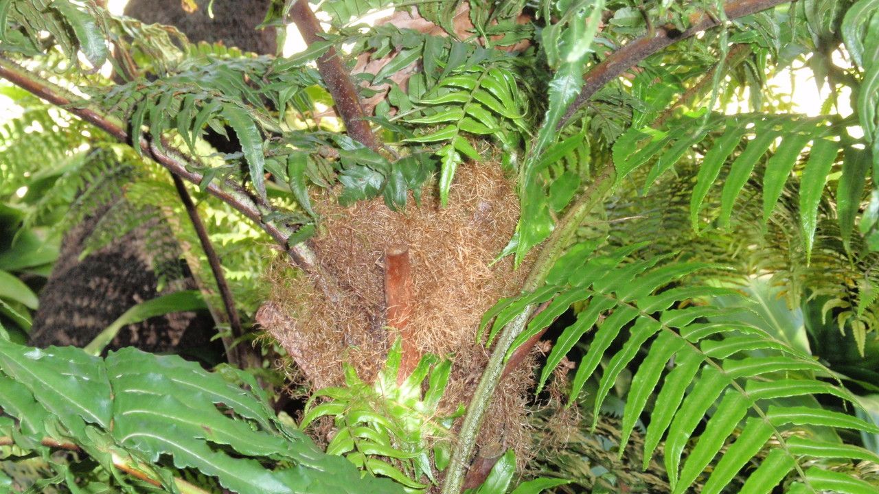 Cyathea baileyana — houseplant care guide