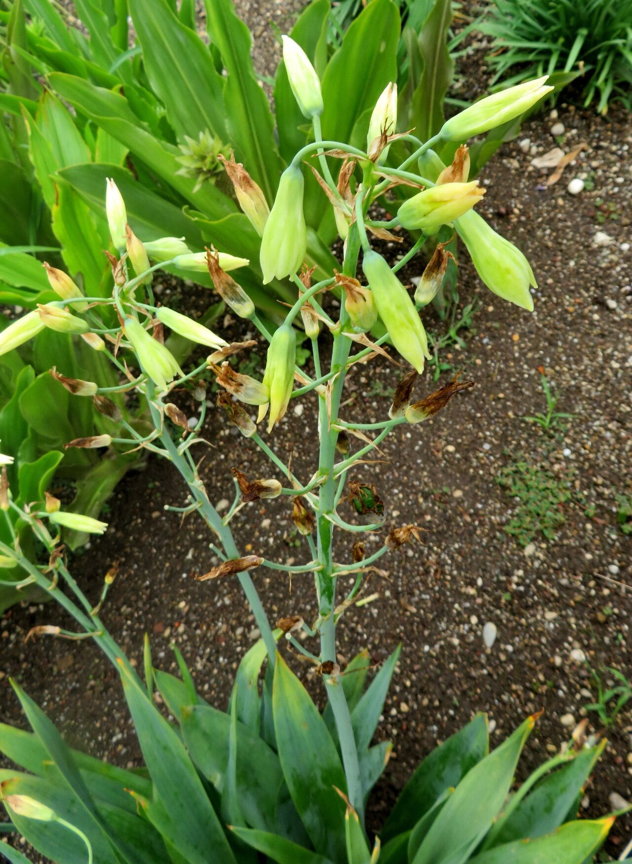 Ornithogalum viridiflorum flower