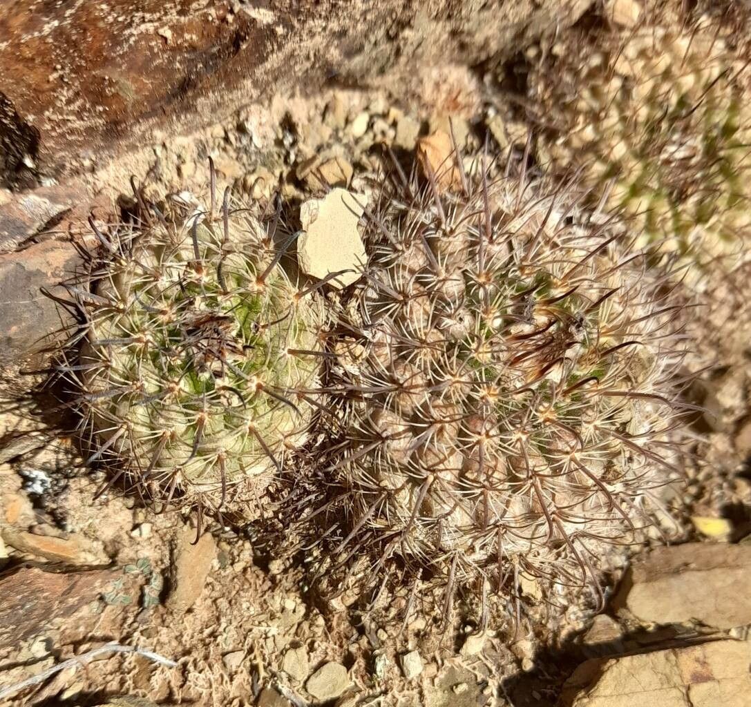 Parodia horrida bark