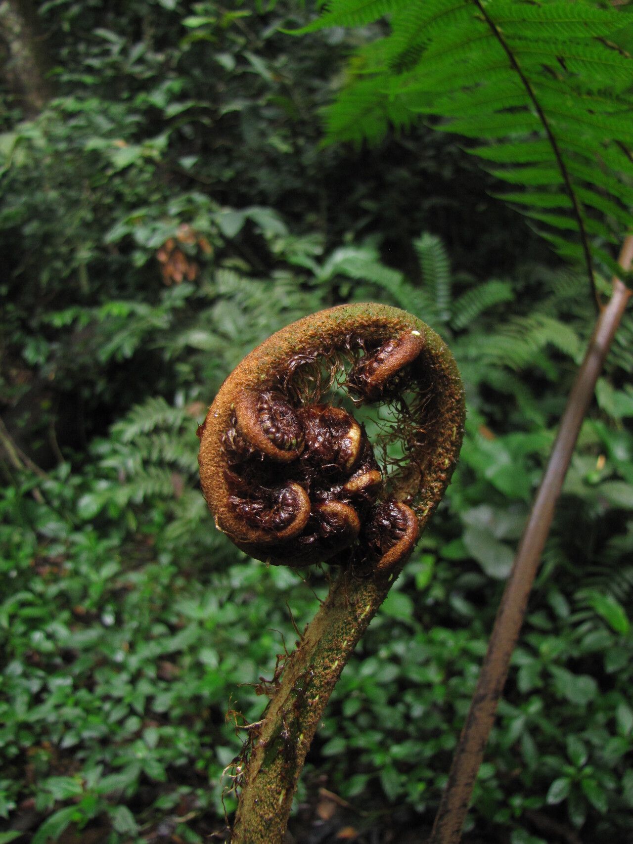 Alsophila manniana leaf
