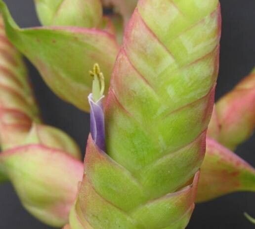 Tillandsia mooreana — houseplant care guide