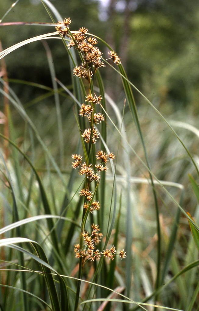 Cladium mariscus flower