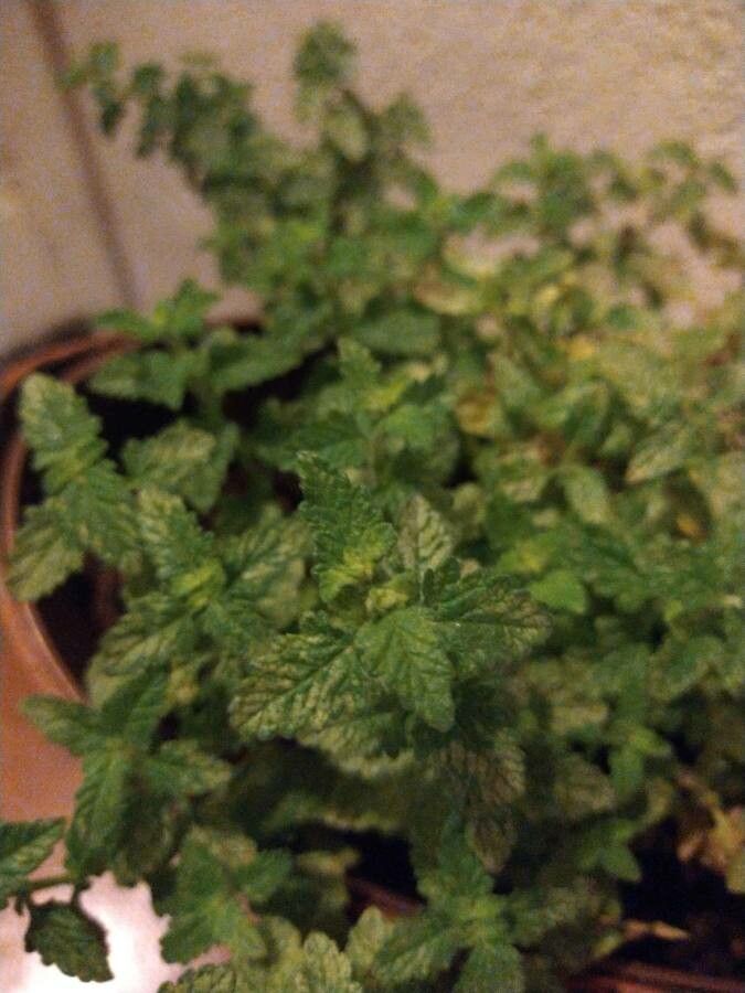 Verbena lasiostachys leaf