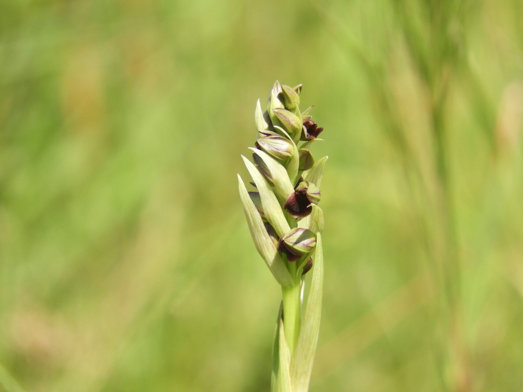Eulophia ruwenzoriensis flower