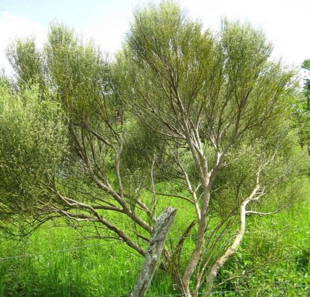 Alternanthera filifolia habit