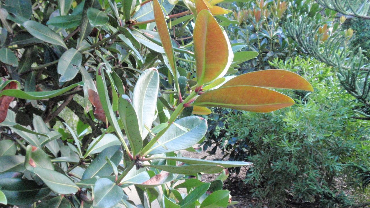 Metrosideros laurifolia — search result for 'Metrosideros'