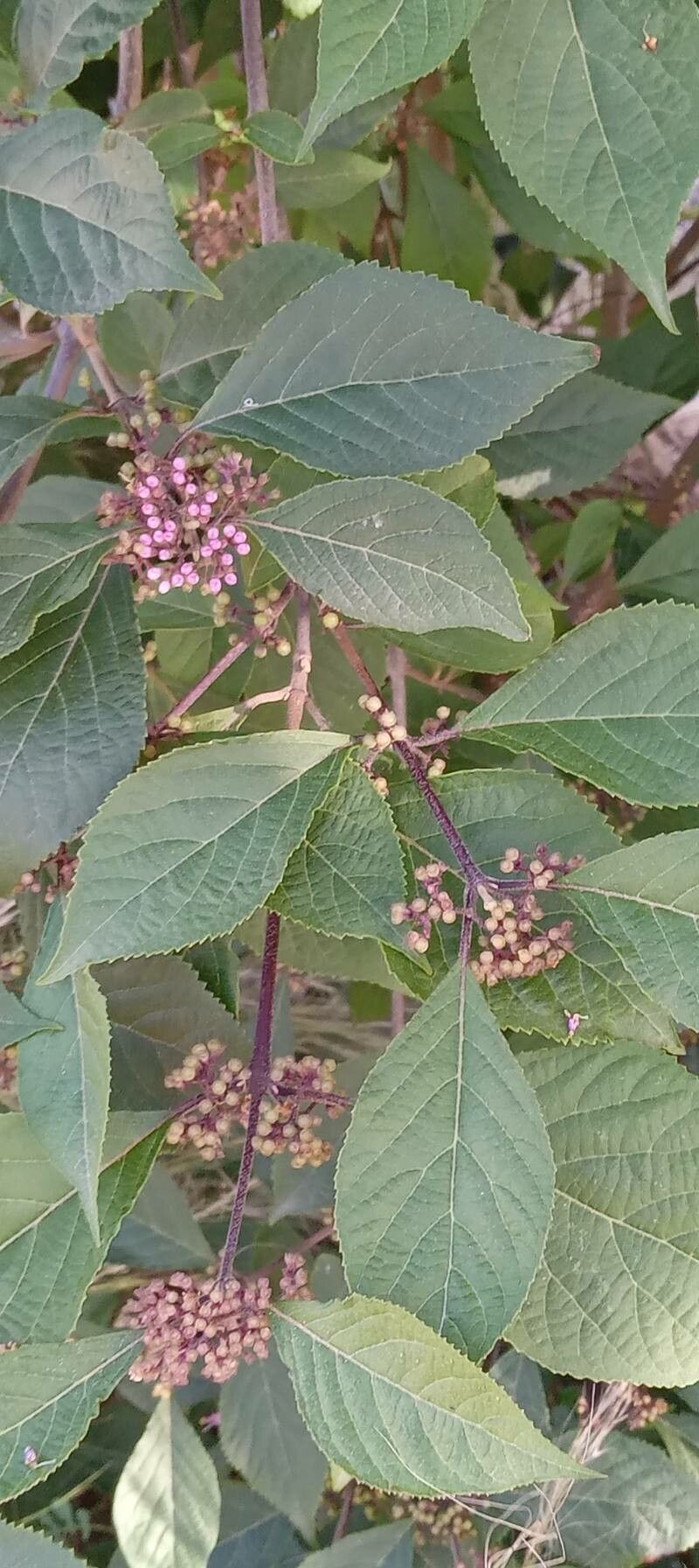 Callicarpa bodinieri leaf