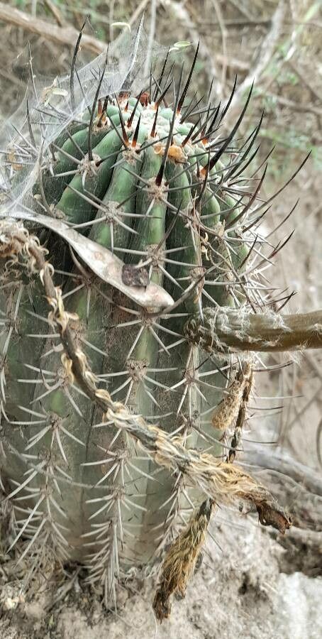 Acanthocalycium leucanthum — related species from the same genus